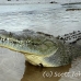 crocodile_american_tar_h_1123_cos2071.jpg
